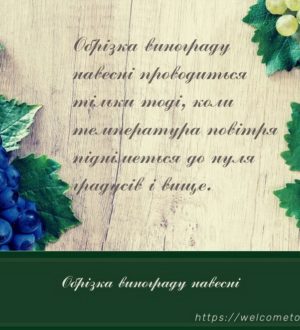 Обрізка винограду навесні, як молодих кущів і у наступні роки