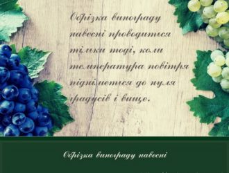 Обрізка винограду навесні, як молодих кущів і у наступні роки