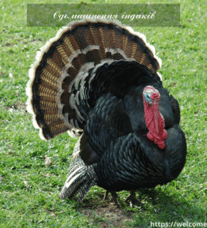 Одомашнення індиків — стародавніх американських пернатих