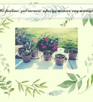 Не робіть завчасного пробудження саджанців і розпускання бруньок