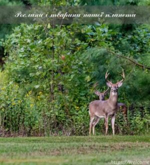 Рослини і тварини Землі: наші сусіди по планеті