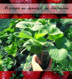 Розсада полуниці: як зробити правильний вибір якісної розсади