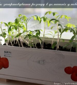 Загартування розсади в домашніх умовах: корисні поради