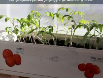 Загартування розсади в домашніх умовах: корисні поради