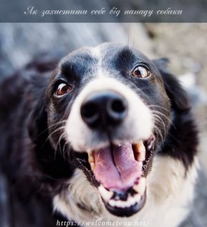 Як захиститися від нападу собак: як захищатись і відбиватись