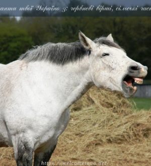 Таланти твої Україно 3: вірші про червень, сільські вихиляси