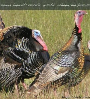 Утримання індиків: способи, умови, поради та рекомендації