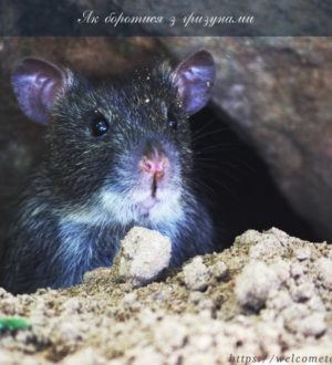 Як боротися з гризунами: починаємо військові дії