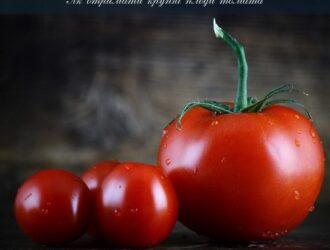 Великі плоди помідорів вирощуємо на власному городі