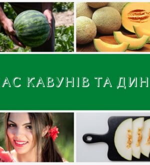 Час кавунів та динь настав — такий очікуваний нашою дітворою