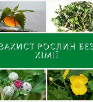 Захист рослин без хімії: кропива, лопух, полин, чистотіл, цибуля