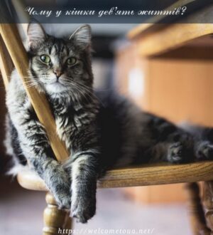 Чому у кішки дев’ять життів або надзвичайна живучість котів