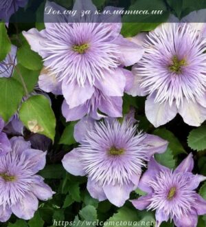 Догляд за клематисами: щоб рослини були здоровими і цвіли довго