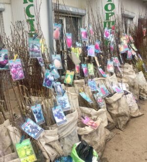 Купувати саджанці потрібно за правилами