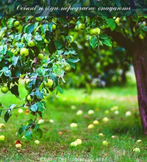 Осінні плоди передчасно опадають