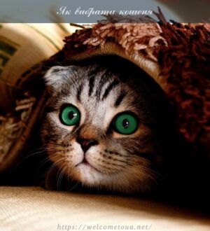 Як вибрати кошеня: де його можна взяти або купити