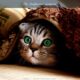 Як вибрати кошеня: де його можна взяти або купити