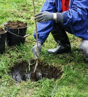 Ями під посадку настав час копати