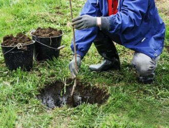 Ями під посадку настав час копати