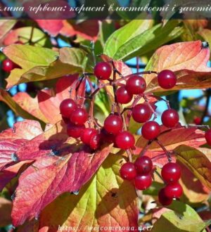 Калина червона: корисні властивості і способи заготовки