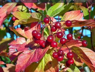 Калина червона: корисні властивості і способи заготовки