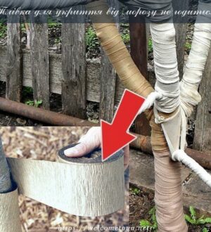 Плівка для укриття насаджень від морозу не годиться