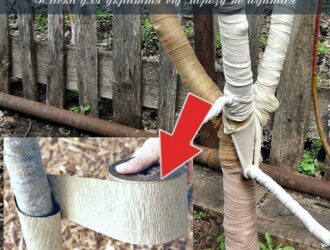 Плівка для укриття насаджень від морозу не годиться