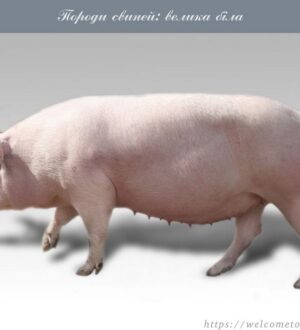 Породи свиней і добір їх для розведення у домашніх господарствах