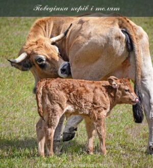 Поведінка корів і телят: або як уникнути конфліктних ситуацій