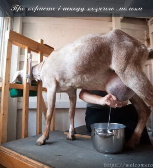 Про користь і шкоду козячого молока: міфи і реальність