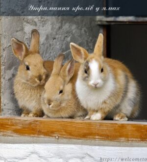 Утримання кролів у ямах: як створити підходящі умови