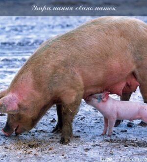 Утримання свиноматок або як виростити свиноматку