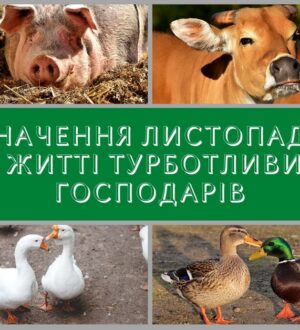 Значення листопаду в житті турботливих господарів