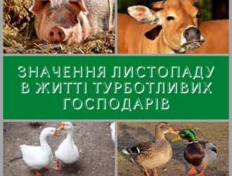 Значення листопаду в житті турботливих господарів
