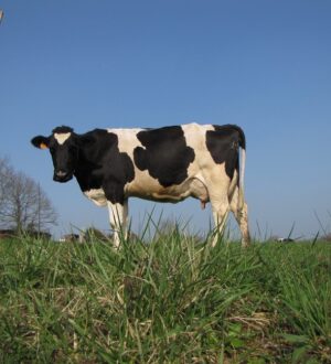 Домашня ферма: турботи грудневих днів на домашній фермі