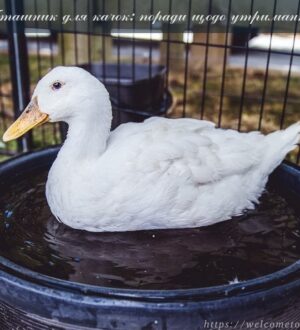 Пташник для качок: корисні поради щодо утримання качок