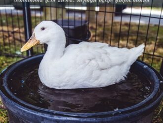 Пташник для качок: корисні поради щодо утримання качок