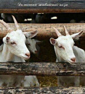 Домашня живність: турботи лютневих днів на домашній фермі