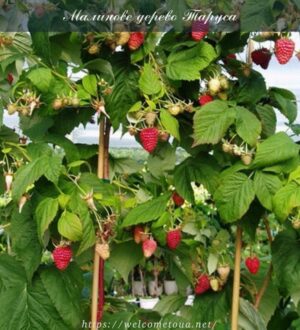 Штамбова малина популярна у садівників