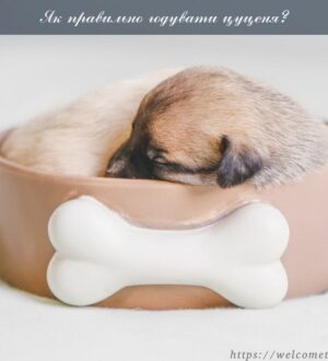 Як правильно годувати цуценя? Організація харчування вашого цуцика