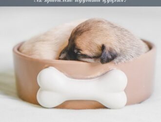 Як правильно годувати цуценя? Організація харчування вашого цуцика