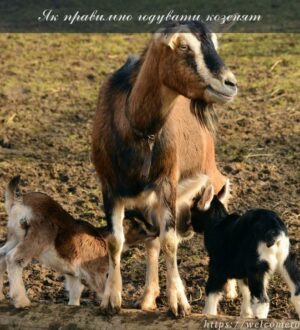 Як правильно годувати козенят в перші три місяці?