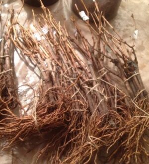 Як зберегти саджанці винограду до весняної посадки?