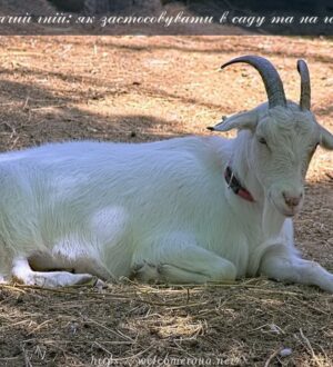 Козячий гній для використання в саду та на городі