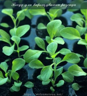 Посуд для вирощування розсади: лотки, торф’яні горщики тощо