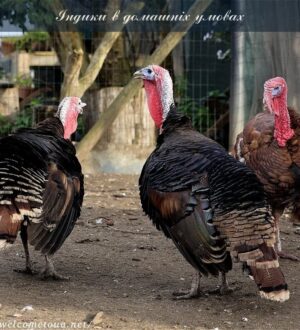 Індики в домашніх умовах: з чого почати і як утримувати