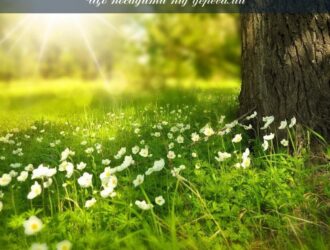 Що посадити під деревами: максимально використати землю