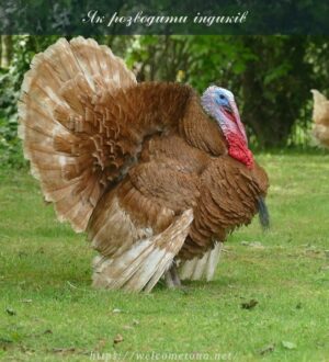 Як розводити індиків: не тільки цікава, а й вигідна справа