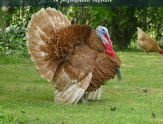Як розводити індиків: не тільки цікава, а й вигідна справа