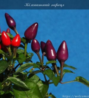 Кімнатний перець на грядці: 6 сортів для грядки